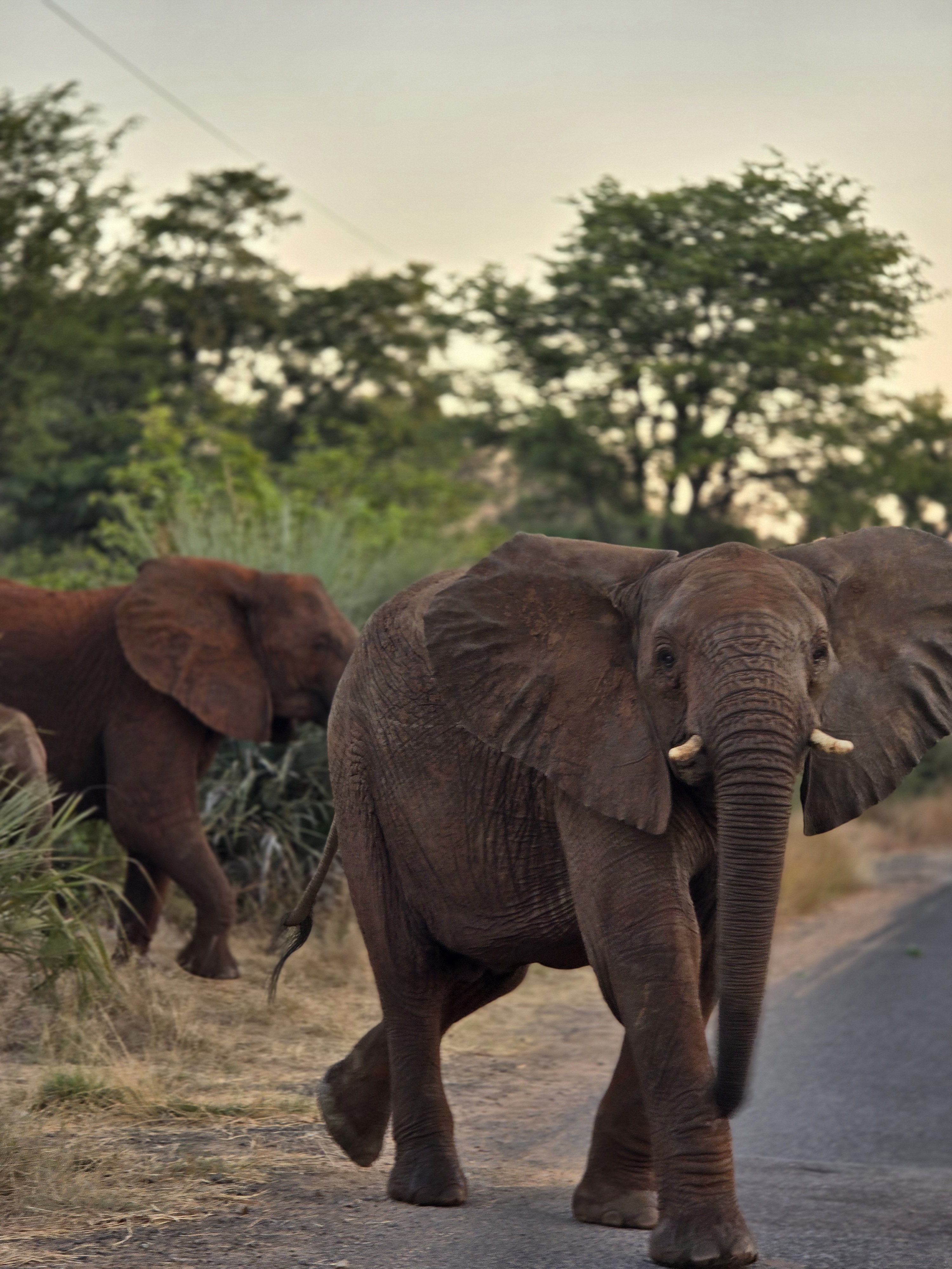 Elephant calf charging at truck, Mosi-oa-Tunya